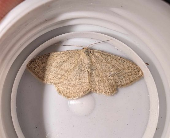 Scopula virgulata 