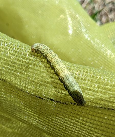 Hecatera bicolorata 