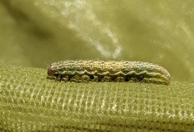 Hecatera bicolorata 