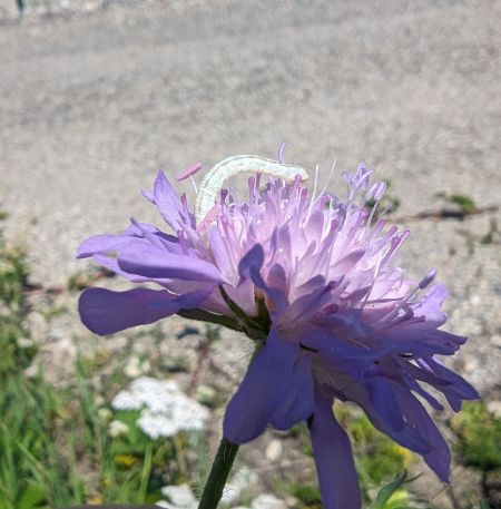 Eupithecia centaureata 
