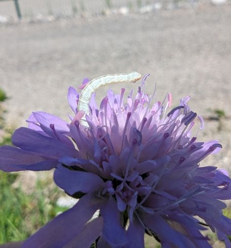 Eupithecia centaureata 