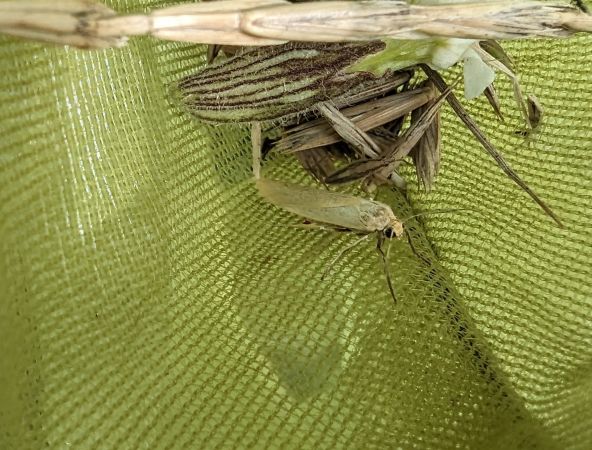 Indalia pygmaeola 