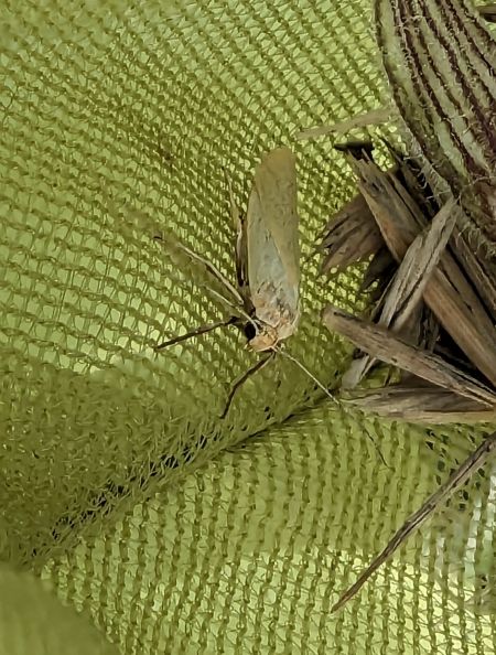 Indalia pygmaeola 