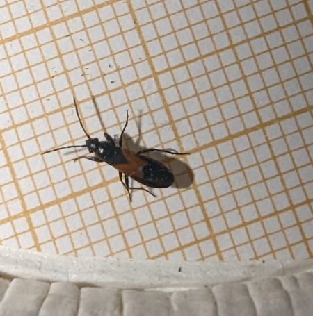Pterotmetus staphyliniformis 