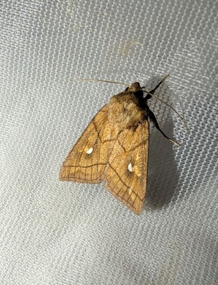 Mythimna conigera 