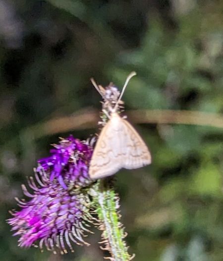 Udea lutealis 