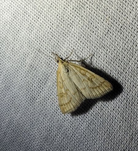 Udea lutealis 