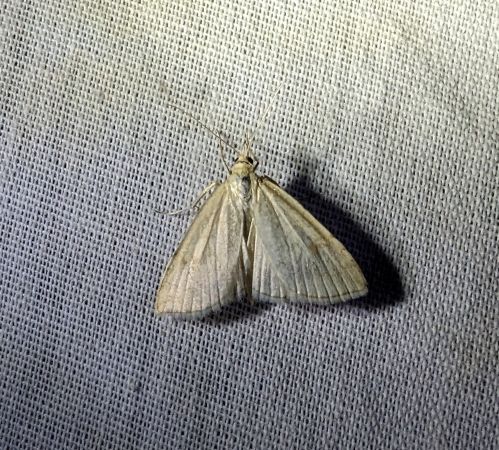 Udea lutealis 