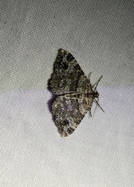 Mesotype didymata 
