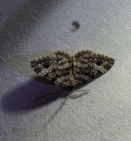 Mesotype didymata 
