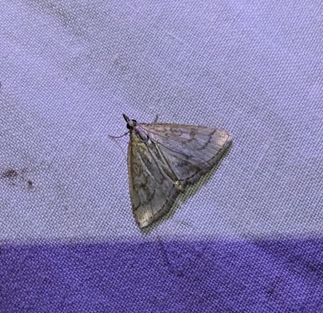 Udea lutealis 
