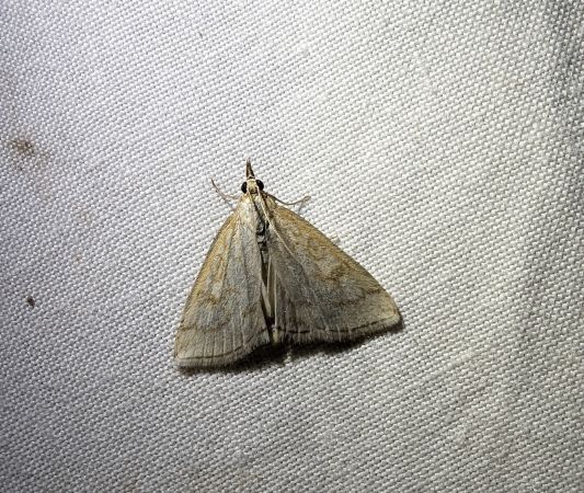 Udea lutealis 