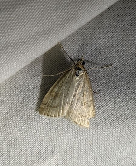 Udea lutealis 