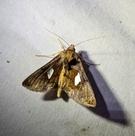 Autographa bractea 
