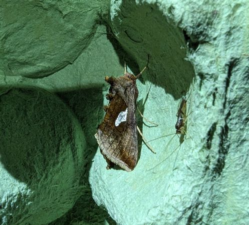 Autographa bractea 