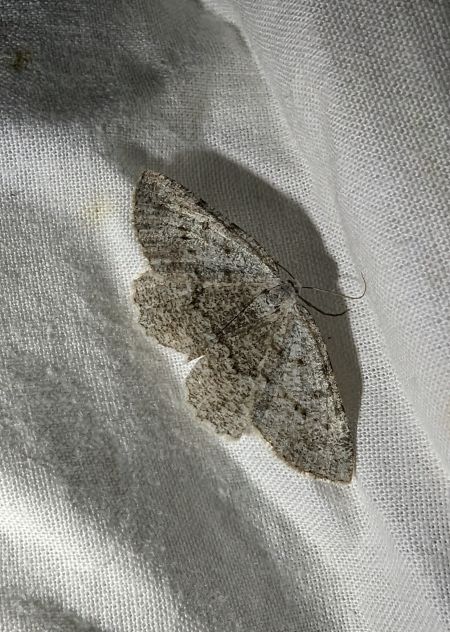 Elophos dilucidaria 