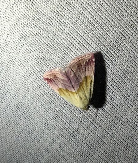 Noctuelle purpurine 