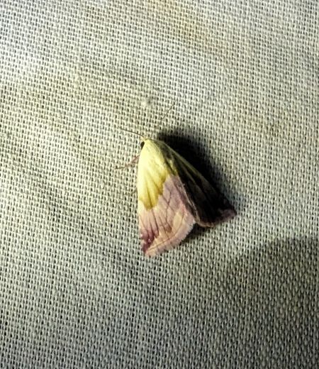 Noctuelle purpurine 