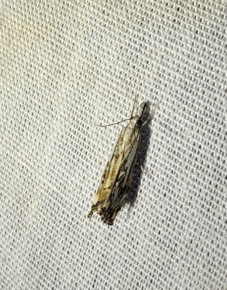 Catoptria falsella 