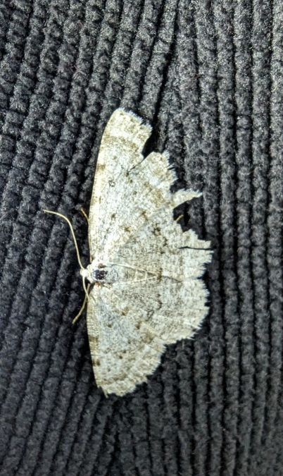 Elophos dilucidaria 