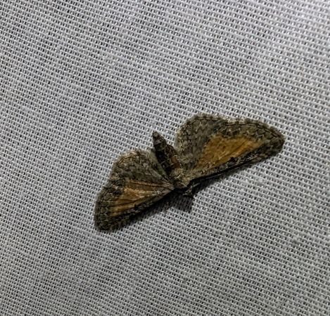 Eupithecia icterata 
