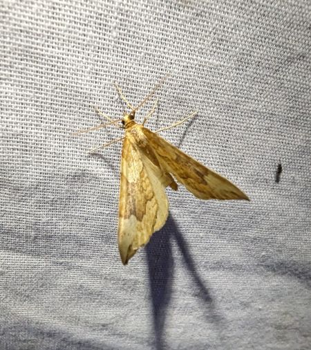 Eulithis populata 