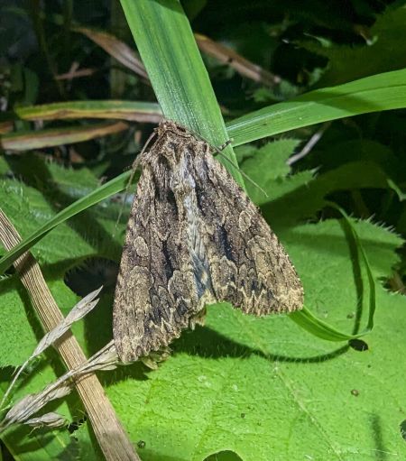 Apamea monoglypha 