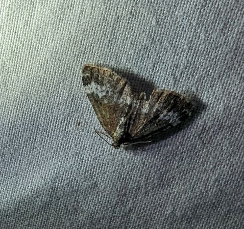 Perizoma alchemillata 
