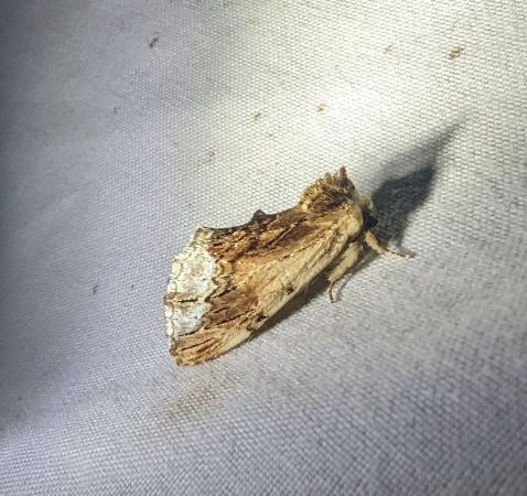 Bombyx capuchon 