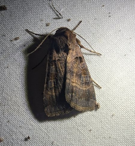 Xestia stigmatica 