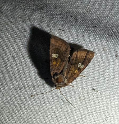 Amphipoea sp. 