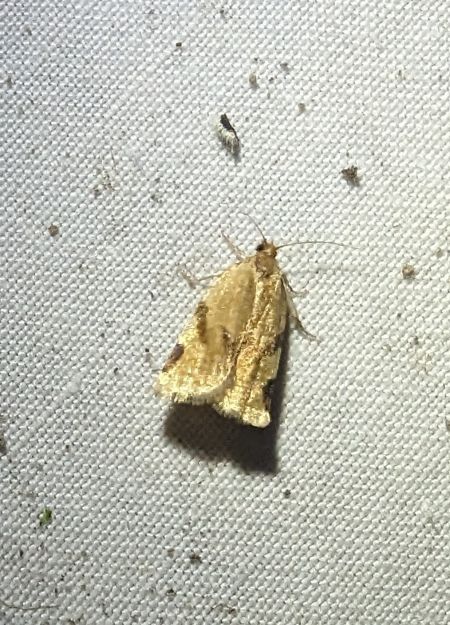 Paramesia gnomana 