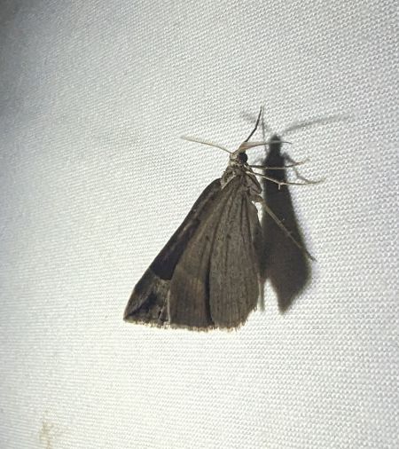 Scotopteryx moeniata 