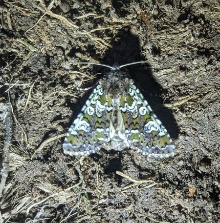 Crypsedra gemmea 