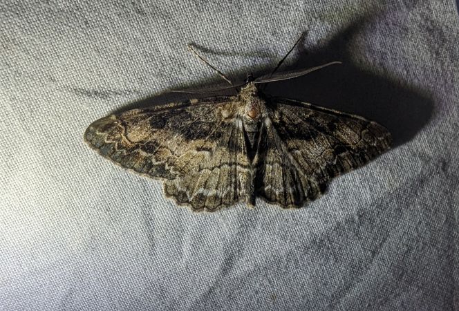 Alcis bastelbergeri 