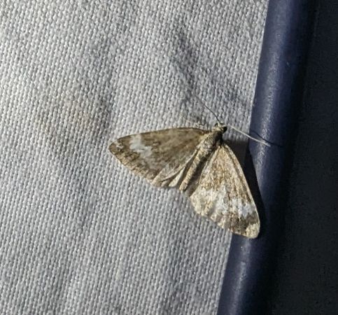 Perizoma alchemillata 