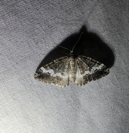 Perizoma affinitata 
