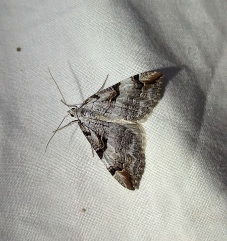 Aplocera praeformata 