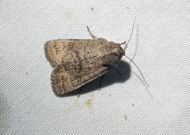 Hoplodrina octogenaria 
