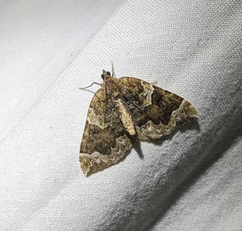 Eulithis prunata 