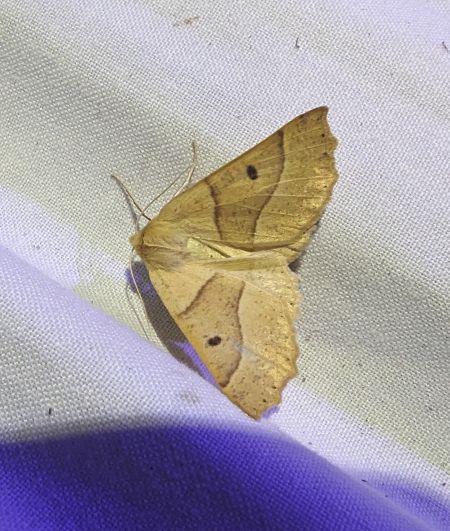 Crocallis elinguaria 