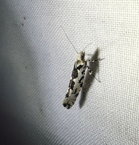 Ypsolopha sequella 