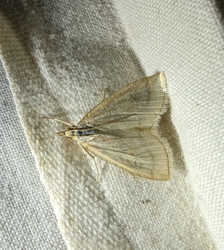 Udea lutealis 