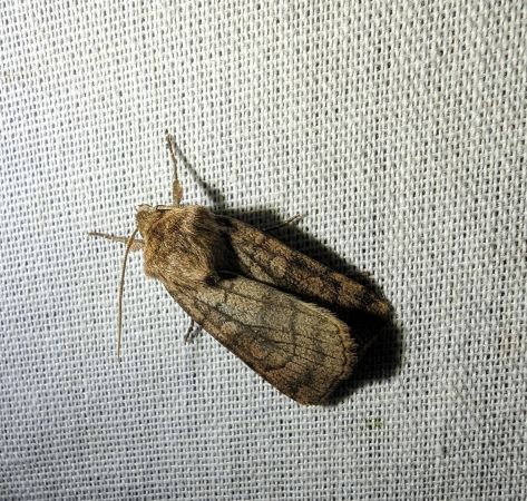 Xestia sexstrigata 