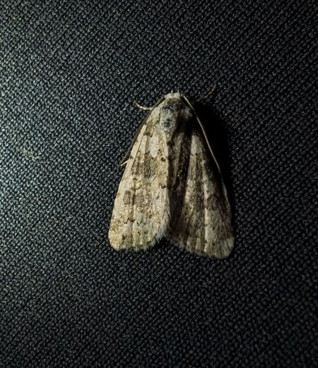 Bryophila domestica 