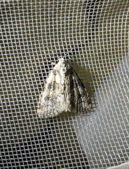 Bryophila domestica 
