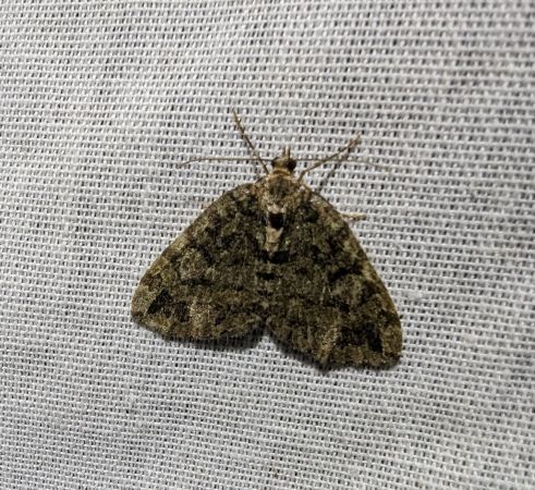 Hydriomena furcata 