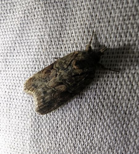 Nycteola revayana 