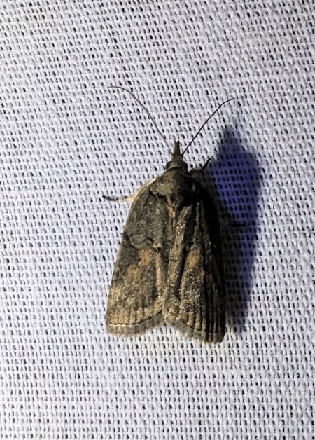 Nycteola revayana 