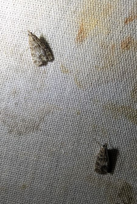 Eudonia mercurella 